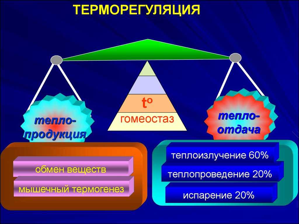 Гомойотермные животные: примеры, особенности, плюсы и недостатки эндотермии