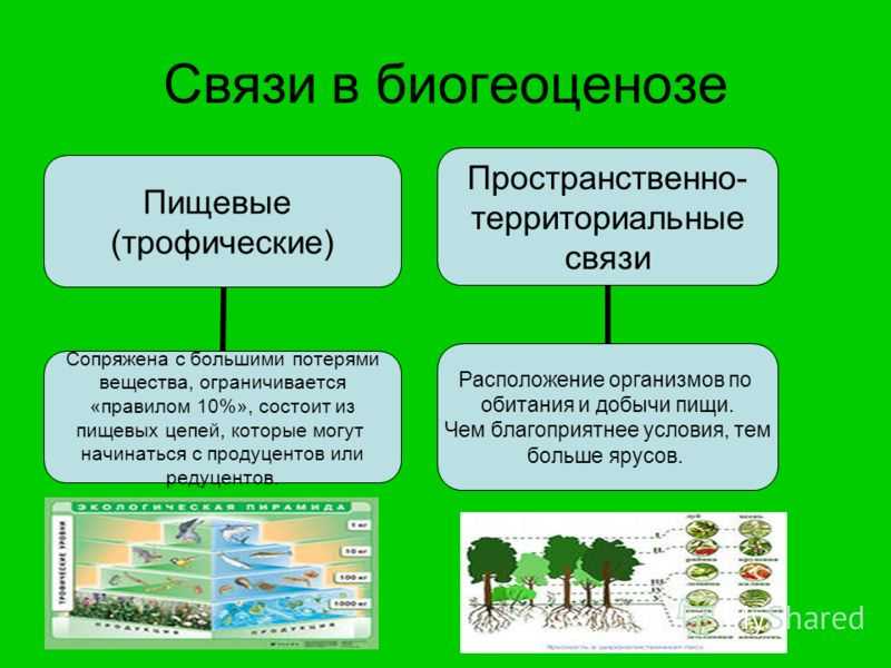 Птицы видовое разнообразие