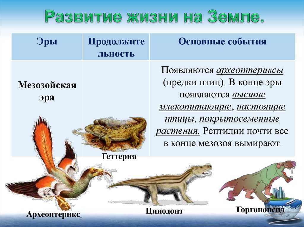 Ход эволюции животного мира и этапы развитие животных на земле — природа мира