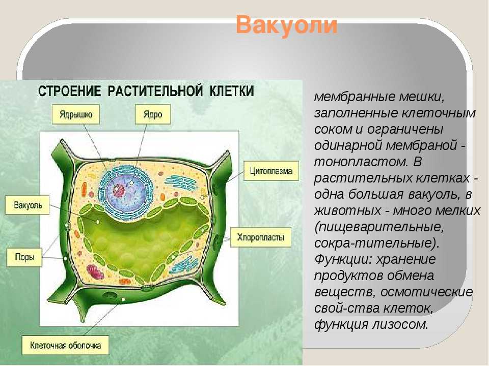 Вакуоли