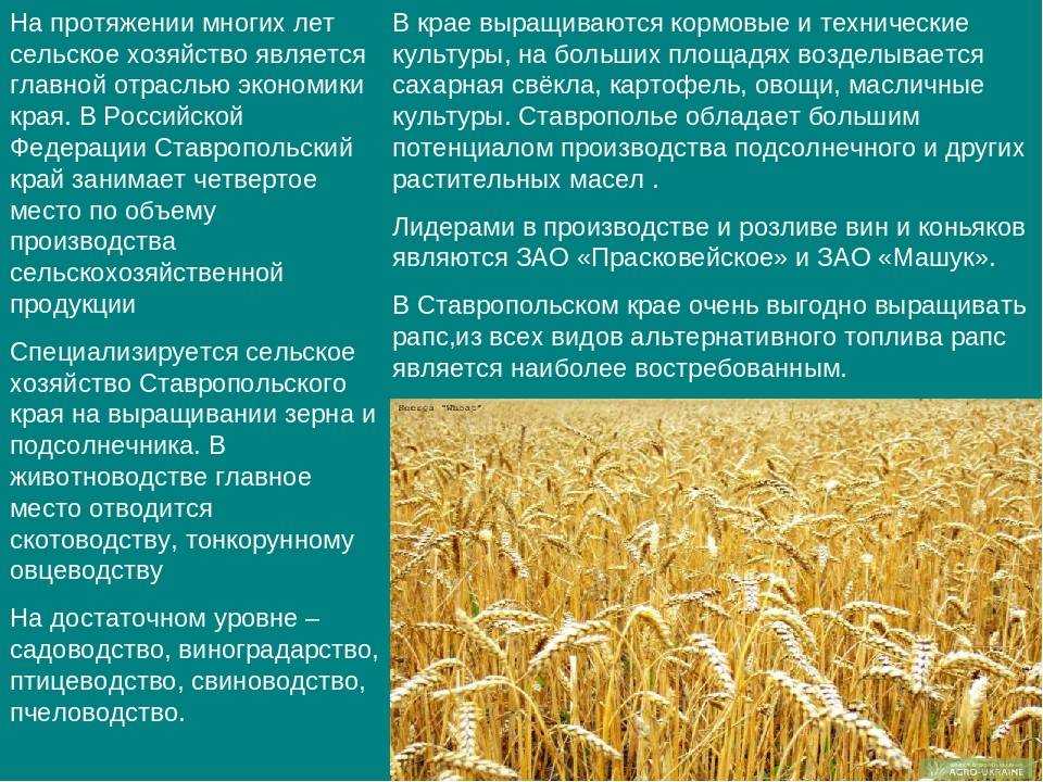 Выращивание овса. сорта, виды, разновидности - посевной, византийский, песчаный. пищевые свойства - состав. требования к почве. условия. предшественники. овсюг