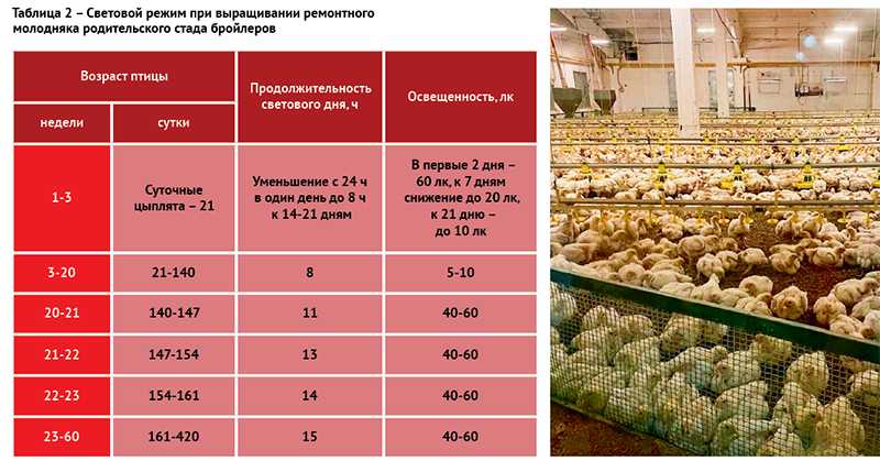 Разведение птицы | направленное выращивание ремонтного молодняка кур
