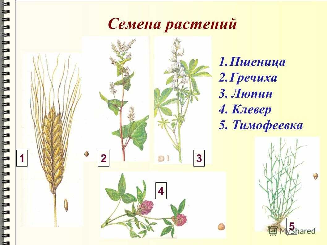 Гречиха — биологические особенности, выращивание и урожайность растения