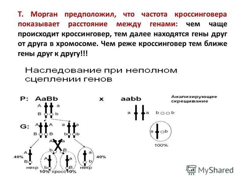 Схема расположения генов в одной хромосоме