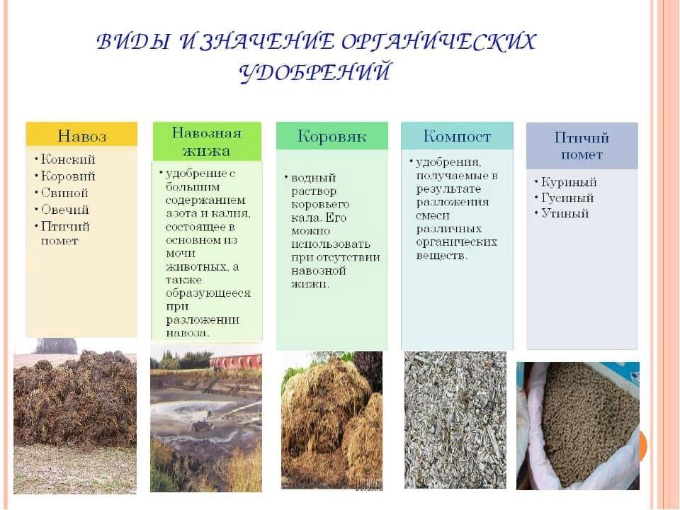 Животные в почве. обитатели почвы и их приспособленность к среде - omck39
