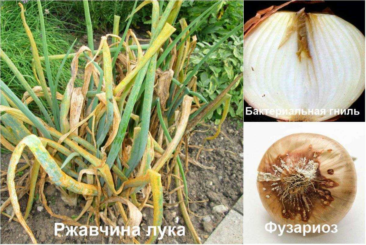 Болезни лука, вредители и борьба с ними