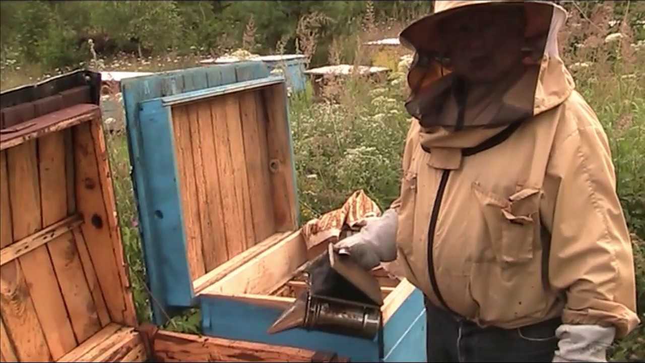 Пчеловодство новые технологии | cельхозпортал
