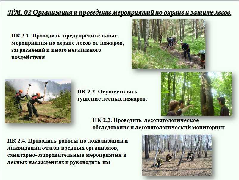 Особенности ведения хозяйства в рекреационных лесах