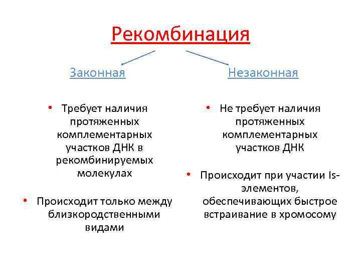 Генетическая рекомбинация