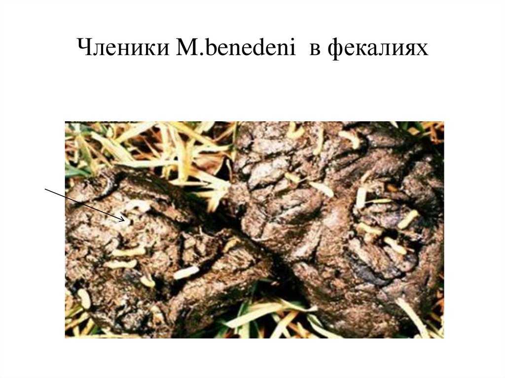 Мониезиоз овец и других жвачных животных: лечение, симптомы, профилактика, сдать анализы | гуз "больница № 18"