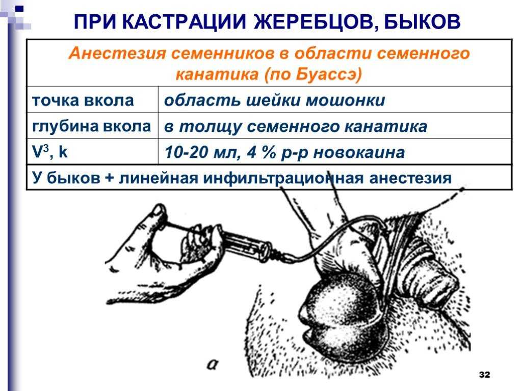 Размеры половых органов животных — у кого пенис больше