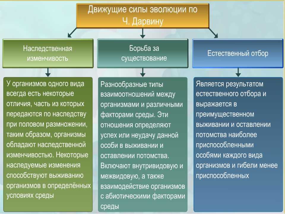Биология 9 глава 6 эволюционное учение