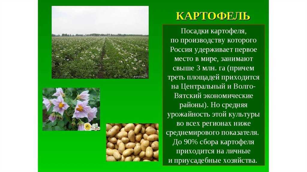 Донник на страже вашего урожая