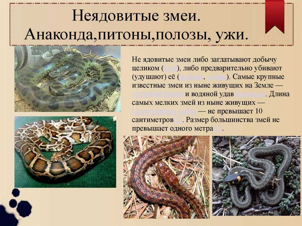 Внимание, гадюка! — советы грибника