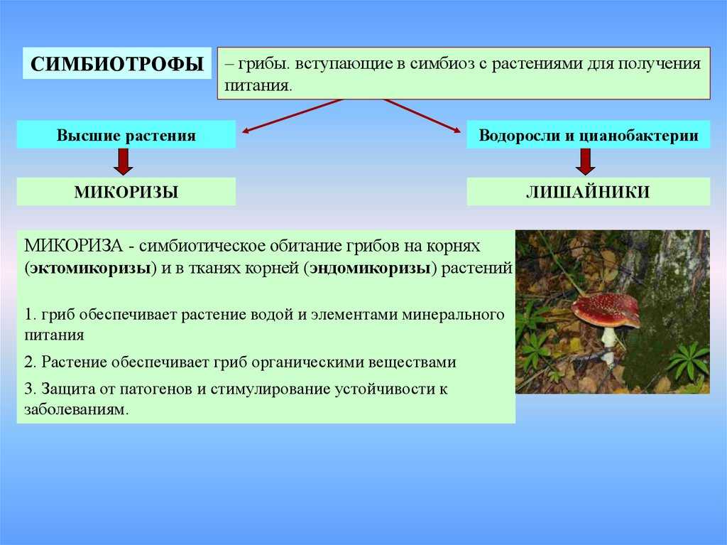 Различие между грибами сапрофитами, сапротрофами и паразитами
