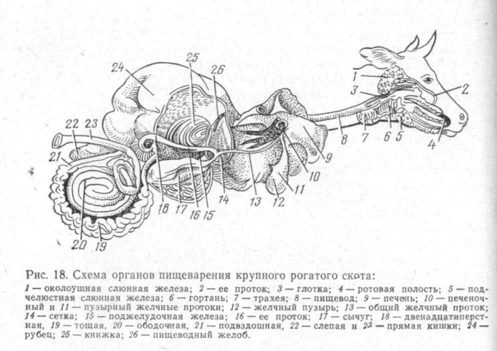 Глава 3. сведения о лимфатической системе животных - портал технологов пищевых производств и пищевых технологов