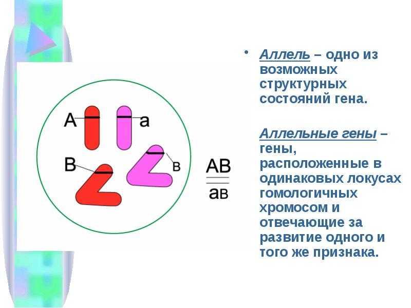 Основные генетические понятия. закономерности наследственности. генетика человека. | егэ по биологии