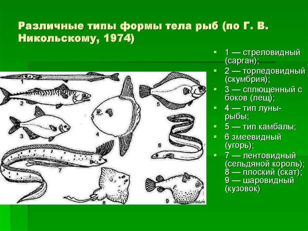 Группа рыбы | 7 класс онлайн