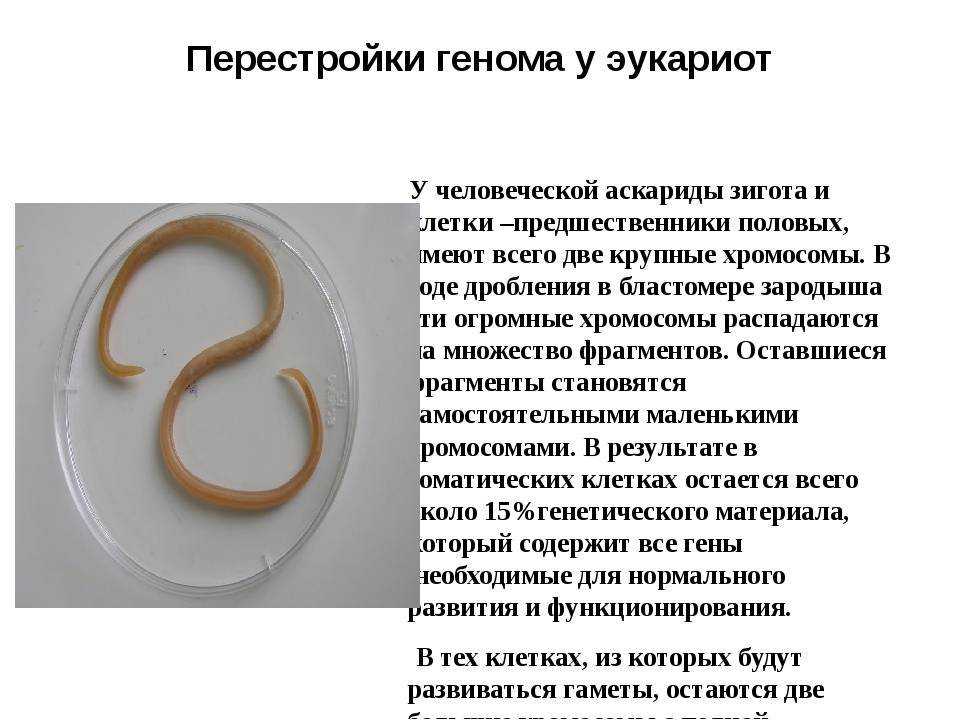 Болезни кур - аскаридиоз птиц