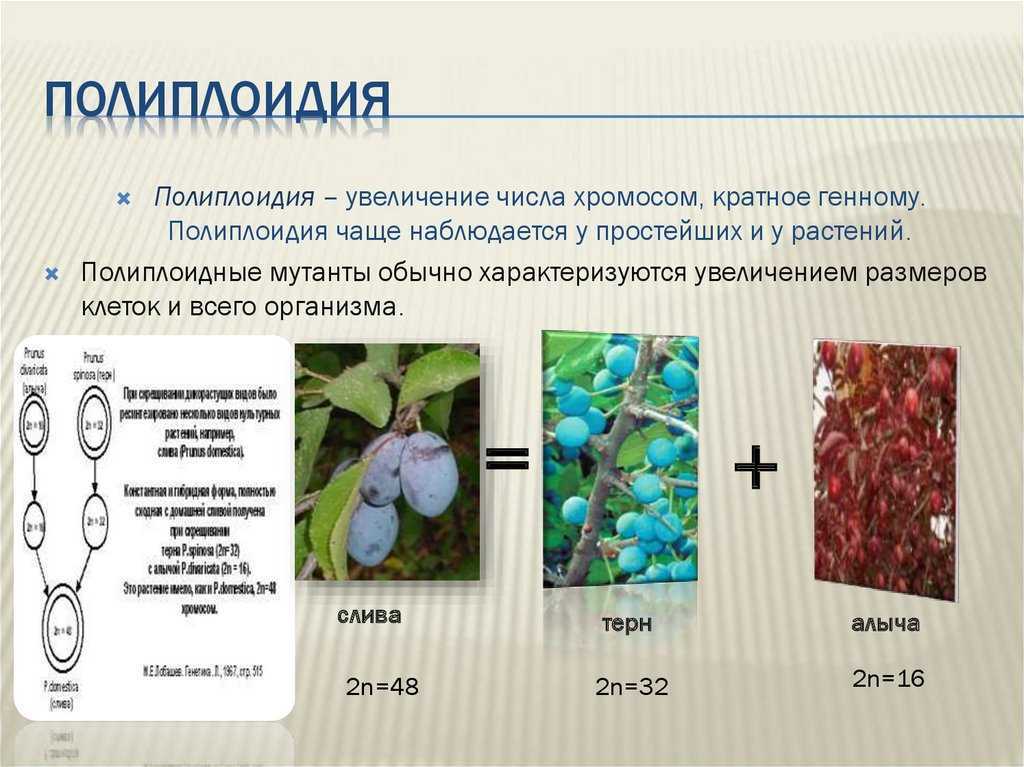 Что такое полиплоидия и анеуплоидия и каково их биологическое значение - организм - биологическая система - общая биология