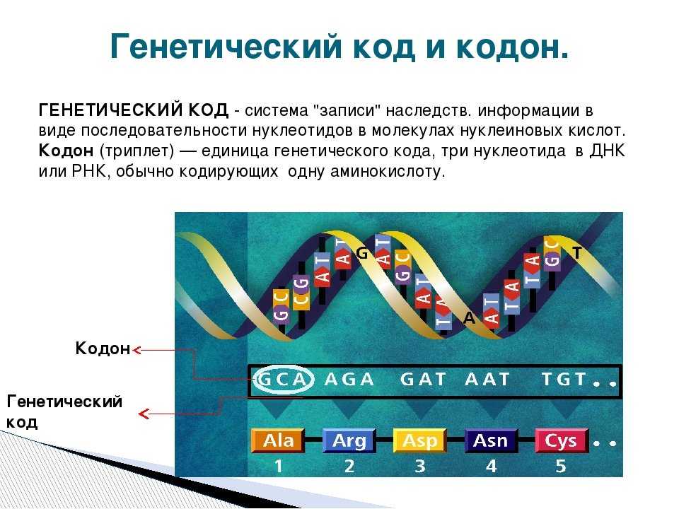 Интрогрессивная гибридизация – termwiki, millions of terms defined by people like you