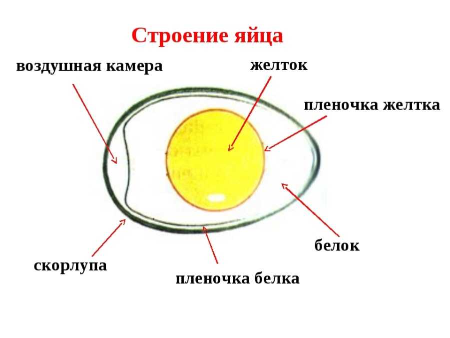 Как происходит появление цыпленка в яйце: как развивается зародыш эмбриона