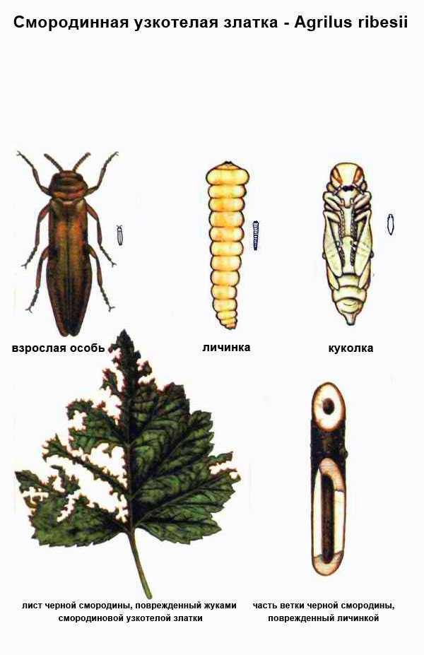 Златка большая сосновая: особенности видов из семейства buprestidae