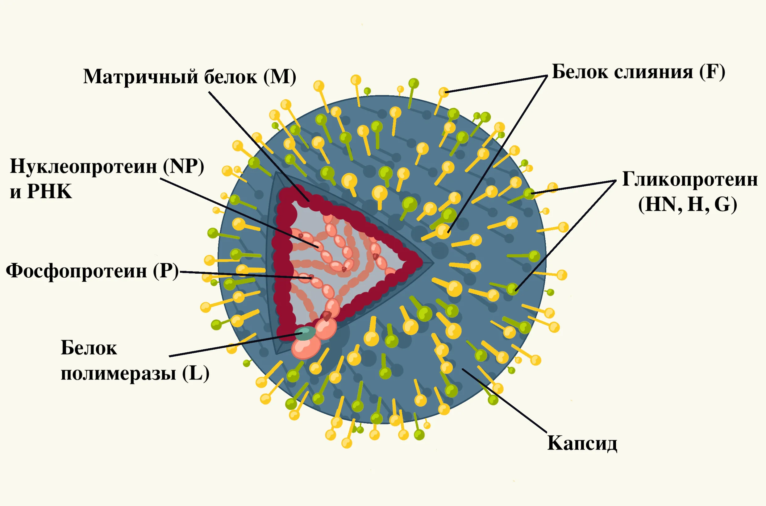 Парамиксовирусы (семейство paramyxoviridae)