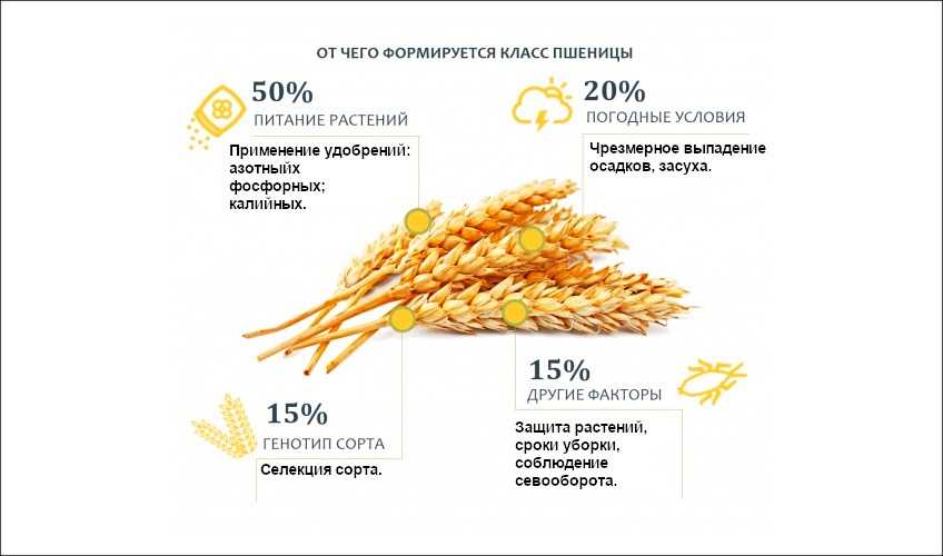 Определение показателей качества зерна