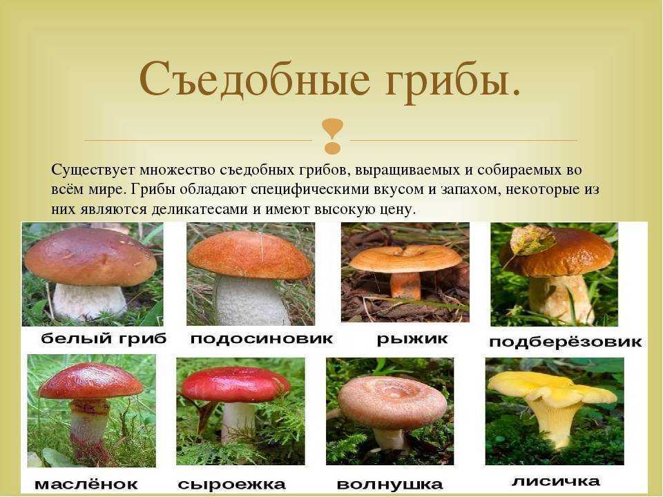 Царство грибы | многообразие и систематика органического мира | теория | решутест. продвинутый тренажёр тестов