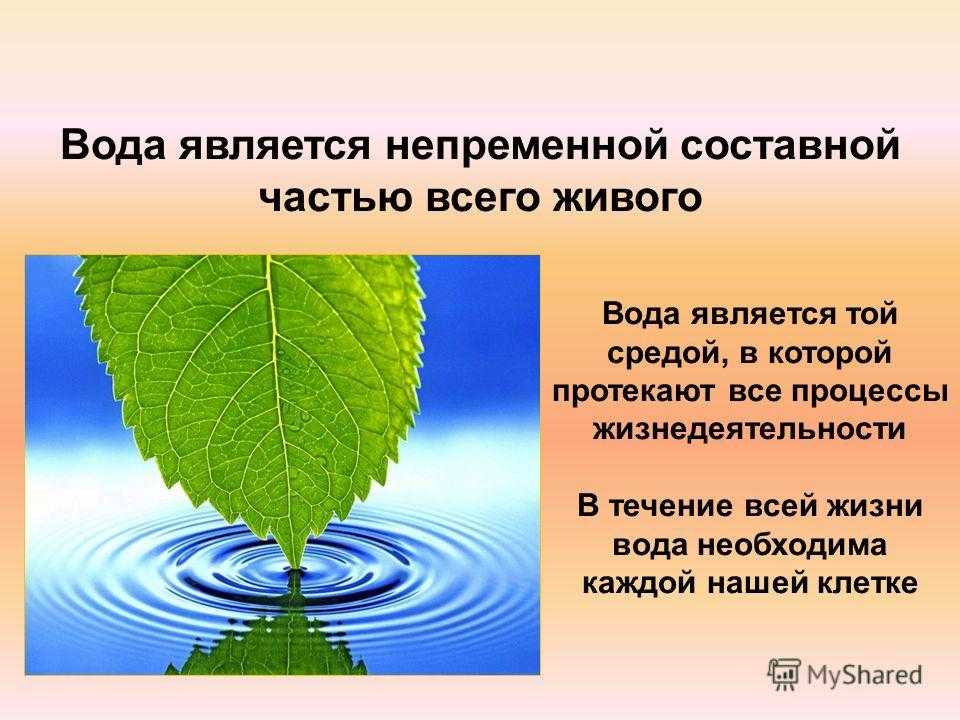 Вода и растения