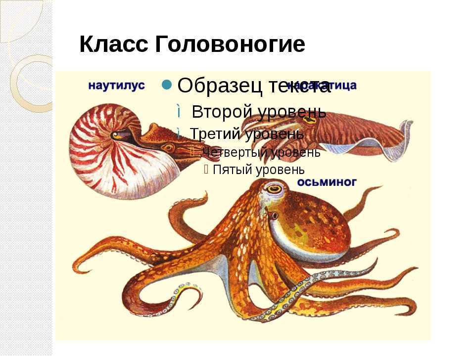 🚩 что такое кальмар: питание, виды, среда обитания