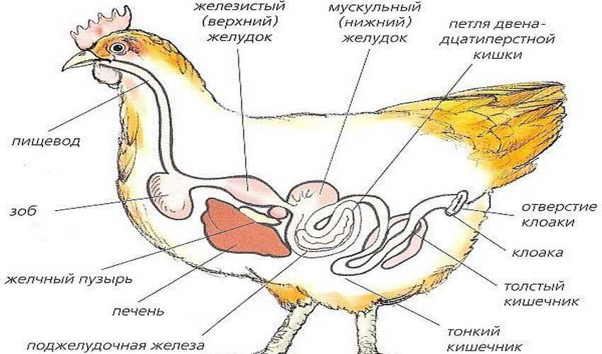 Пищеварение у сельскохозяйственных птиц: особенности и важные знания для птицеводов | домашние животные