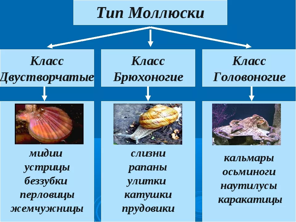 Кальмар моллюск. образ жизни и среда обитания кальмара