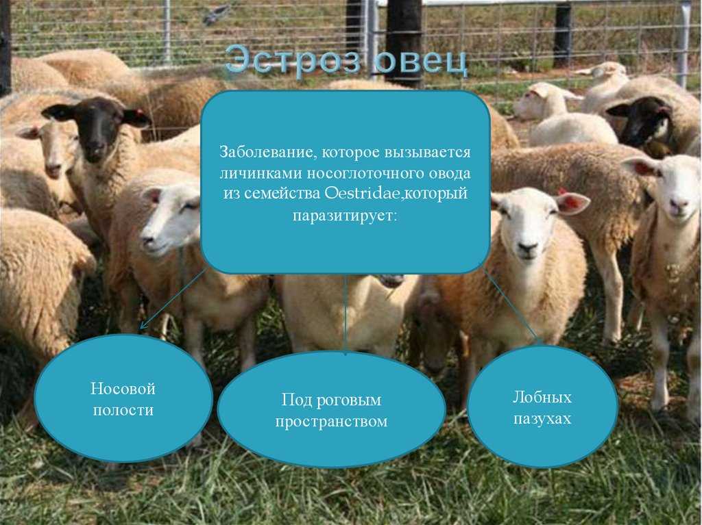 Мониезиоз крупного рогатого скота и овец