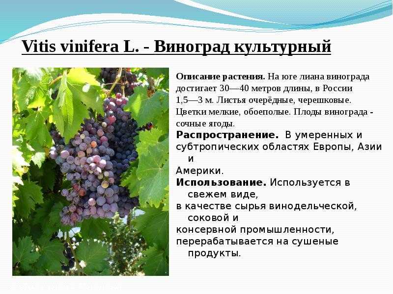 Хронология одомашнивания растений и животных
