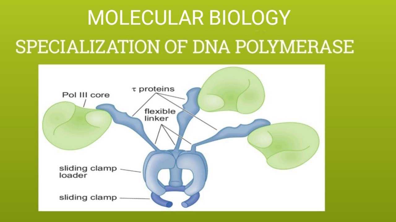 Развитие и метаморфоз scyphozoa - ключ к пониманию жизненного цикла cnidaria - нир | истина – интеллектуальная система тематического исследования наукометрических данных