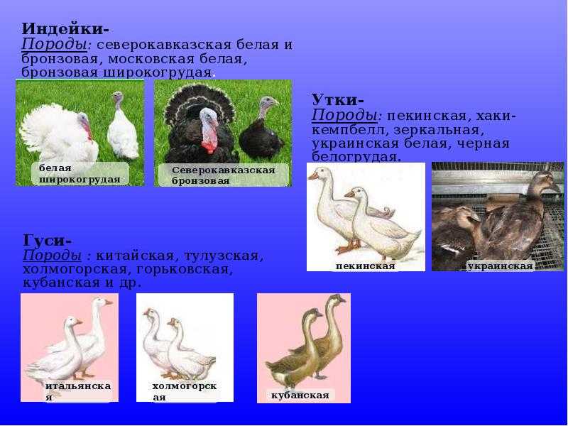 Презентация на тему: "порода и ее структура.". скачать бесплатно и без регистрации.