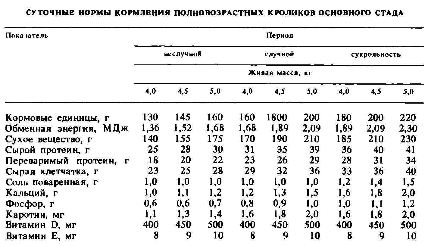 Кормление кроликов: классификация кормов, норма потребления в сутки, составление рациона для мясных и других пород, что нельзя давать