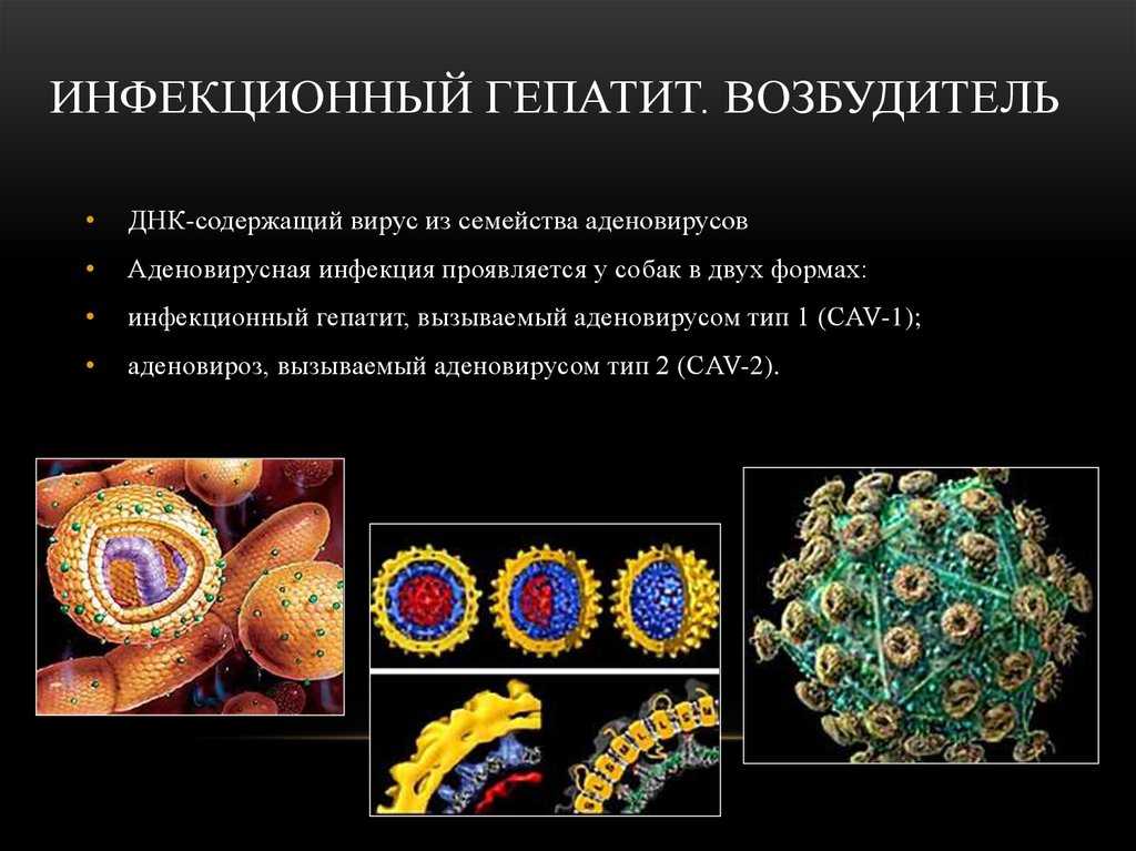 Гепатит у собак и щенков: причины, симптомы и лечение вирусного, хронического, острого, токсического и других форм. можно ли заразиться человеку?