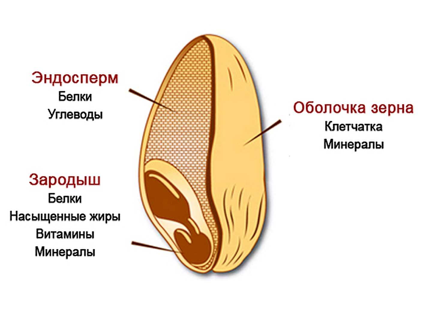 Строение зерна и зародыша семени пшеницы