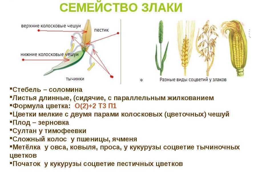 Зимующие и озимые сорные растения