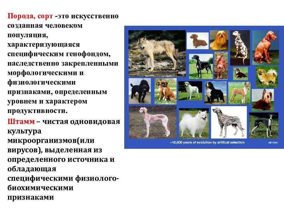 Основные виды и породы сельскохозяйственных животных  [1990 клепинина з.а., капралова в.с., трайтак д.и., пичугина г.в., жаров м.с. - трудовое обучение: сельскохозяйственные работы: пробное учебное пособие для 5-7 классов средней школы]