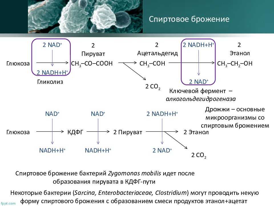 Брожение виноградного сусла - биохимия виноделия