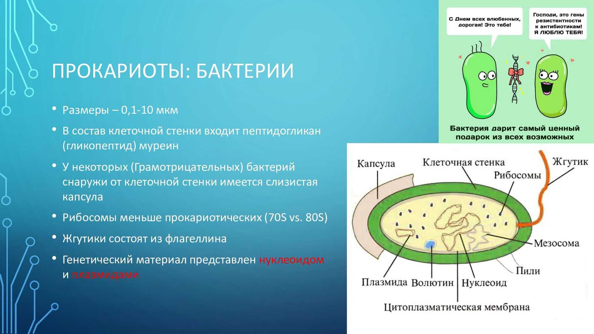Лишайники - систематика низших растений - над царство ядерные организмы - разнообразие живой природы