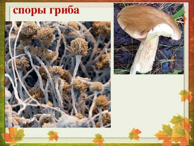 Лесные грибы: как посадить и вырастить в саду
