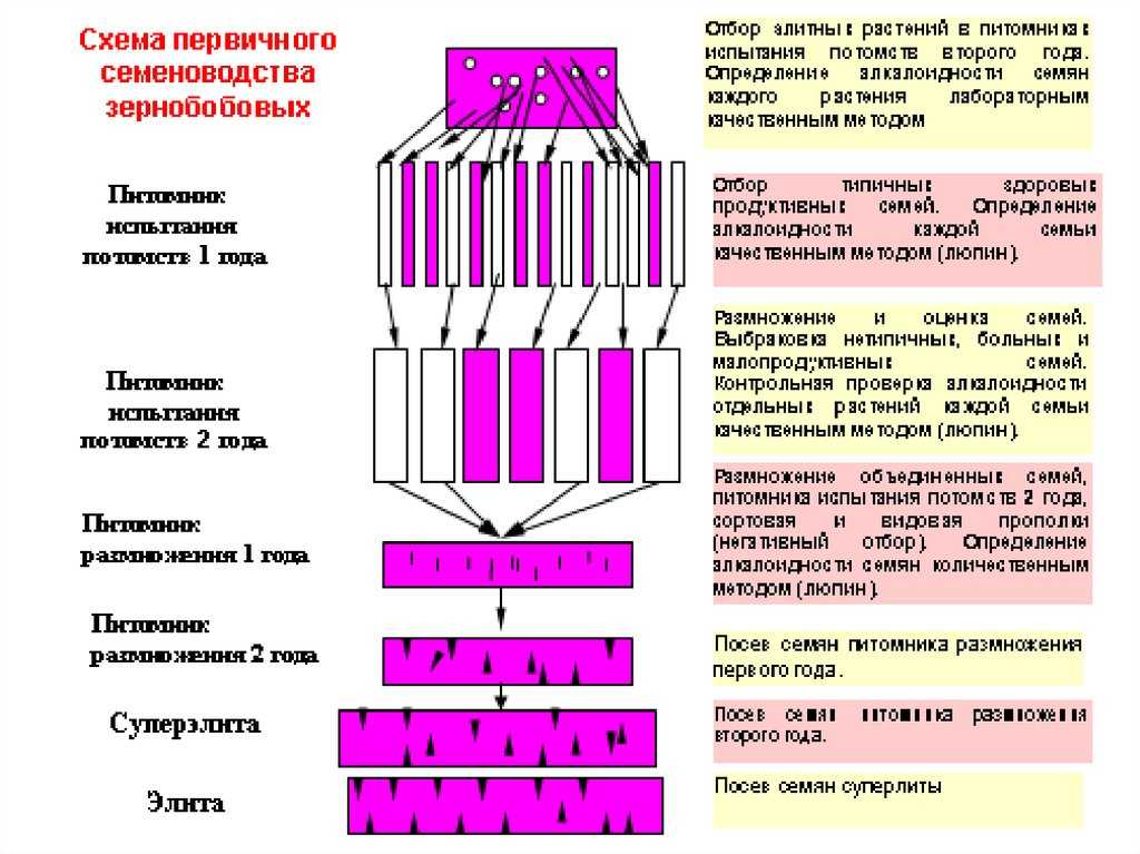 Ru2013154151a - схема первичного семеноводства зерновых культур 
        - google patents