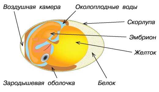 Сколько времени формируется яйцо у курицы