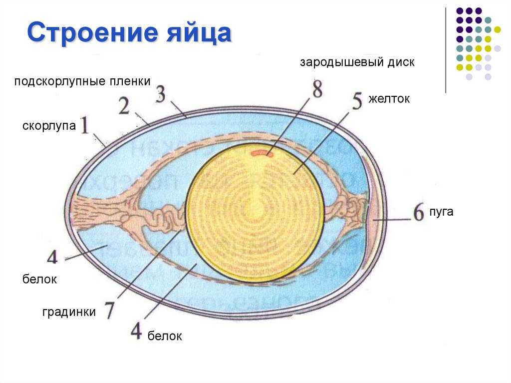 Как у курицы формируется яйцо и сколько времени оно зреет? строение и этапы образования желтка, белка и скорлупы