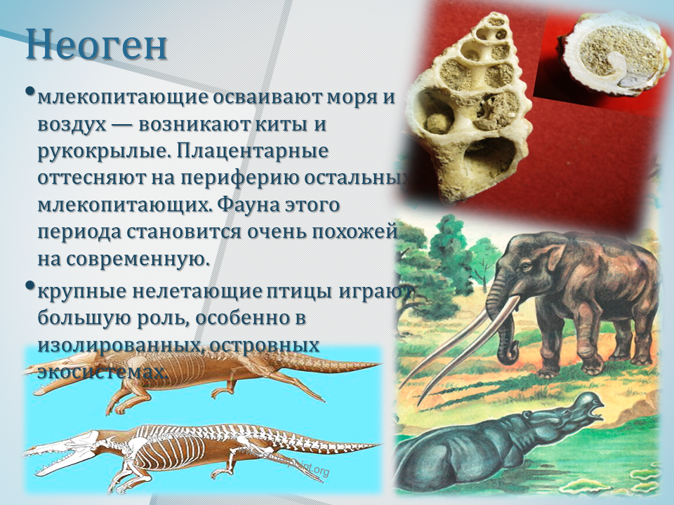 Кайнозойская эра: что это определение и как развивалась жизнь